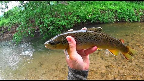 Entire site articles businesses fishing reports forums help lakes classifieds. Wisconsin Trout Fishing - 6/23/2019 - YouTube