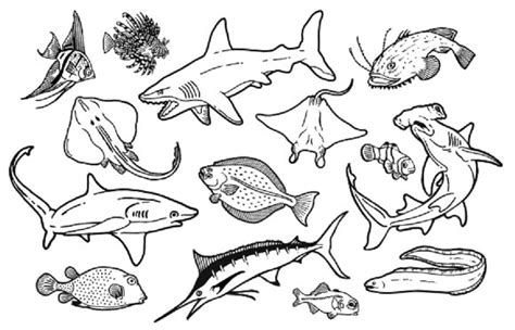 Check spelling or type a new query. Sketsa Gambar Hewan Laut Terbaru | gambarcoloring