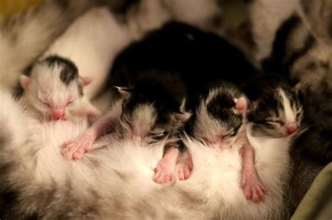 Maybe you would like to learn more about one of these? Mengapa Anak Kucing Tidak Membuka Matanya Saat baru Lahir ...