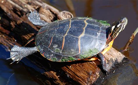 True omnivores, they will eat most water plants, pellets, insects, fish, worms crustaceans, romaine lettuce and meat. Eastern Painted Turtle | Cape May Point State Park | Flickr