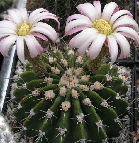 Make sure the pot a echinopsis is. Acanthocalycium Peitscherianum - Giromagi Cactus and ...