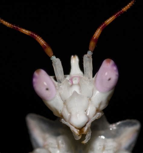 Find images of praying mantis. Spiny flower mantis face (close up) I may be super strange ...