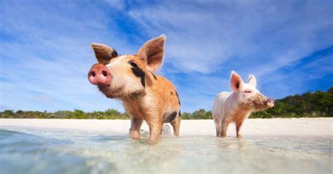 Diese schweine lassen sich die sonne auf die schinken scheinen und lassen es sich gut gehen, viel besser als ihre kollegen die nur für den letzten gang zum. ᐅ Mit Schweinen baden auf den Bahamas | Reisemagazin ...