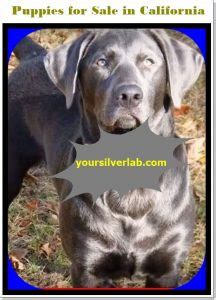 And 4 hours from southern california. Silver lab puppies for sale in California-Best Labrador ...