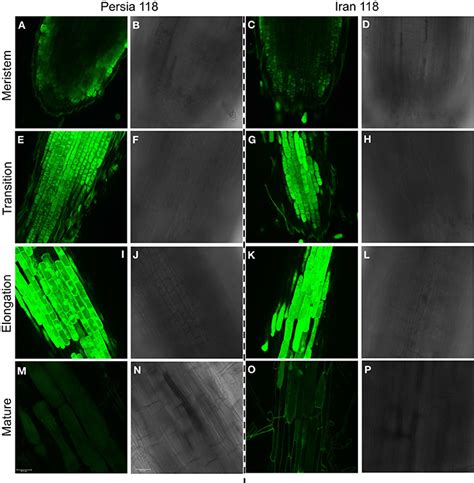 Maybe you would like to learn more about one of these? Na+ accumulation profiles in bread wheat visualized by ...