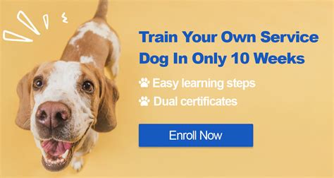 Maybe you would like to learn more about one of these? How to Register Your Dog as an Assistance Dog in the UK