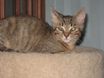 Mavi came to the rescue with 9 puppies, who have all been adopted. Adopted Cats 2 - Columbus Pet Rescue