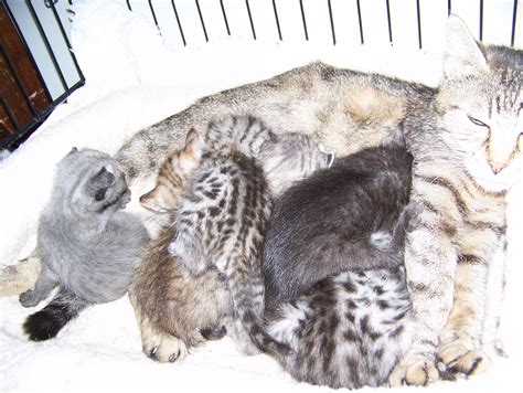 If someone is searching for savannah cat for sale near me then he/she can contact us to reserve the kitten or cat. Egyptian Mau Cat For Sale. Savannah Kittens & Ocicats For ...