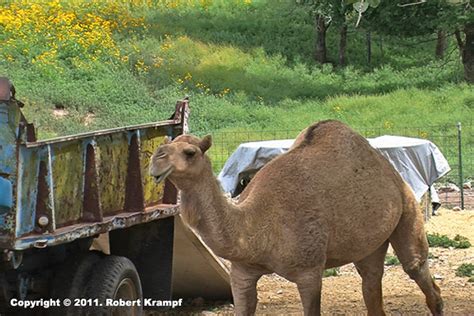 Camels can store a massive amount of water and travel a long way without drinking, but all camels need to drink eventually. 495 | The Happy Scientist