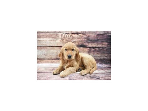 Our akc golden retriever puppies have excellent champion bloodlines! Golden Retriever-DOG-Female-Dark Golden-2876099-Petland ...