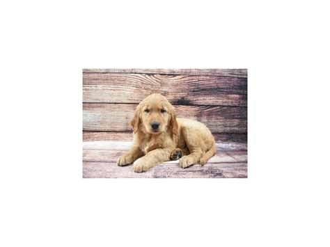 They will be up to date on vaccines and dewormed. Golden Retriever-DOG-Female-Dark Golden-2876099-Petland ...