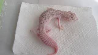 The super snow bell albino geckos hatch out solid pink with a faint white dorsal stripe down their back. Super Snow W&Y Bell albino Leopard gecko (с изображениями ...