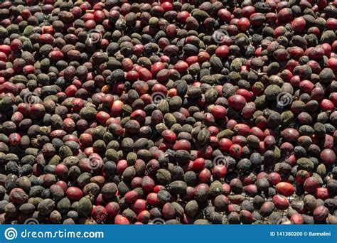Download the perfect coffee bean pictures. Traditional Method Of Drying Mature Coffee Beans On Open ...