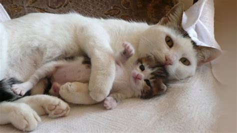 The towels will become soiled quickly as the. Smile for the Day: Momma Cats Hug and Kiss Their Kittens ...