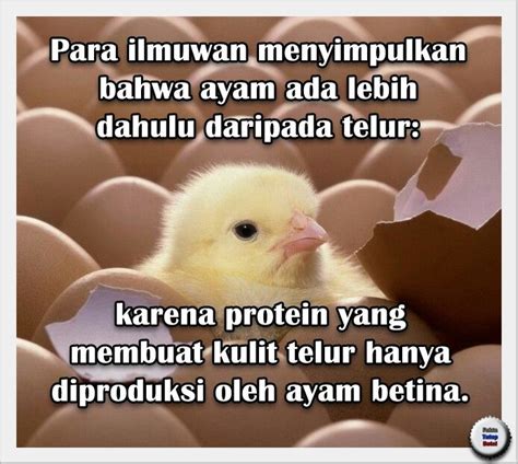 Namun, sebelum anda memutuskan untuk menetaskan telur ayam petelur, ada beberapa ciri telur ayam pastikan sebelum melakukan proses penetasan telur ayam perlu diketahui berat ideal telur. Jadi, ayam atau telur? | Ilmuwan, Ayam, Tahu