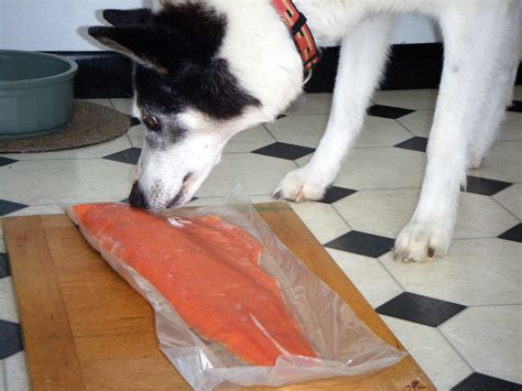 The phytonutrients in the skin of an apple are also great for your cat. Can Dogs Eat Salmon Fish Skin - Salmon Information Fish