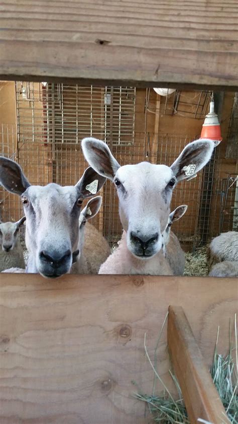 The border leicester is a breed of sheep originating in england and raised primarily for meat. Bluefaced leicester sheep | Liongate Farm | United States