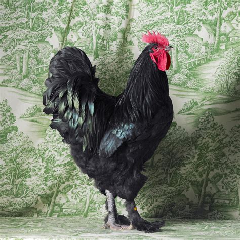 No wonder women love black cock. Frost on Chickens | Fancy Chickens by Tamara Staples