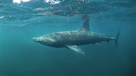 Dans le sillage du requin pèlerin, version initiale 26 minutes. Requin pèlerin : infos, photos, vidéos | Requins