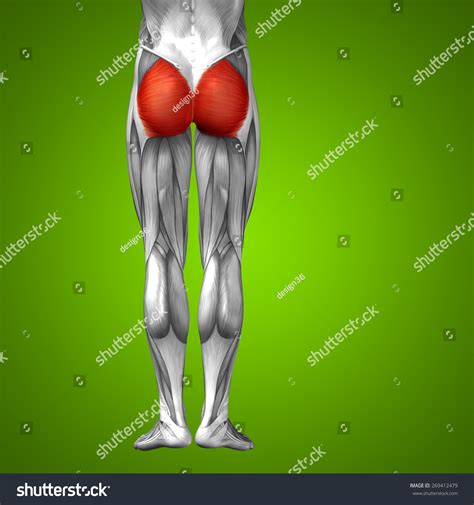 It is approximately 4 inches long the upper leg muscles provide your knees with mobility (extension, flexion and rotation) and strength. Concept Or Conceptual 3d Human Upper Leg Anatomy Or Anatomical And Muscle On Green Gradient ...