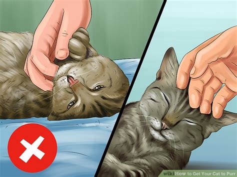 We did not find results for: 3 Ways to Get Your Cat to Purr - wikiHow