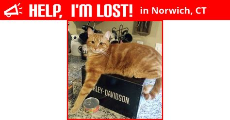 See more ideas about orange cats, cats, ginger cats. Lost Cat (Norwich, Connecticut) - Tormund