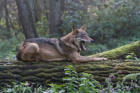 Kleiner familienausflug in die anholter schweiz. Marlies Platvoet Fotografie | Wildpark Anholter Schweiz