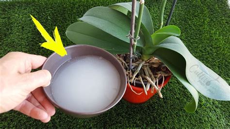Una combinación adecuada para estas plantas y las plantas en. Úsalo en tus plantas y crecerán más rápido (Abono casero ...
