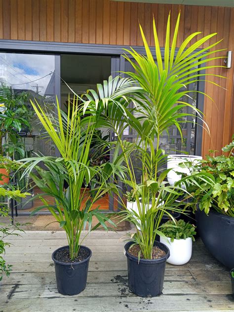 We started our business with a sincere love of palm trees and decided to share our passion and knowledge of these plants so that others can enjoy these summer trees all year round! Kentia Palms for Sale - Melbourne Plant Nursery ...