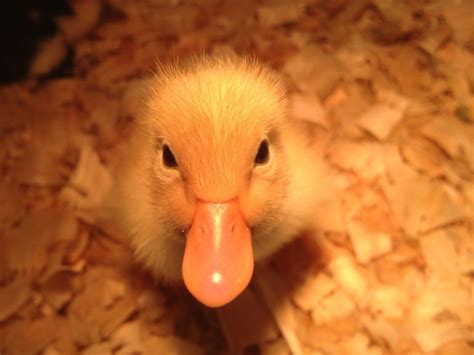 They have to keep their nasal cavities moist. Pre-Order Pekin Ducklings or duck eggs for hatching or eating!