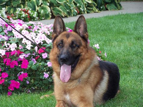 Find a gsd in england on gumtree, the #1 site for dogs & puppies for sale classifieds ads in the uk. Gsd Puppies For Sale In Illinois french bulldog breeders ...