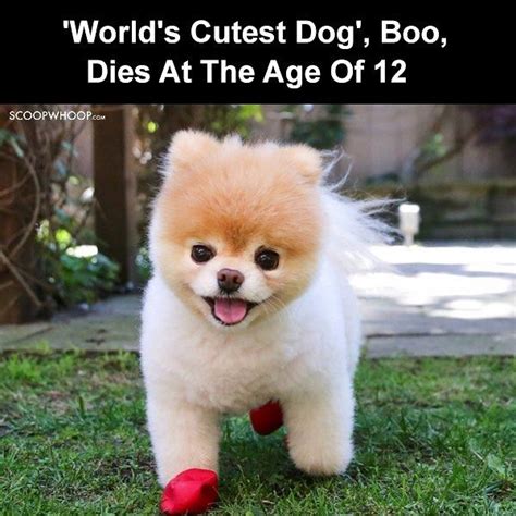 Found that those who spent more than three hours a day using social media might be at heightened risk for mental health problems. The 12-year-old Pomeranian was a social media sensation ...