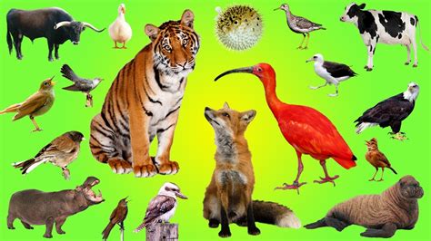 List with pictures & facts · animals that start with x: Alphabet Learn kids with Animals | Learn Alphabet for ...