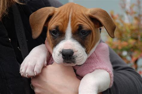 Should your first choices have found their forever home, let. boxer pup - Rocket Dog Rescue