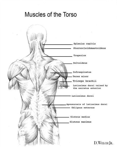 The intrinsic back muscles, which are also called true back muscles. Back Muscles Study by DarkKenjie on DeviantArt | Back ...
