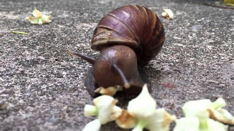 Check spelling or type a new query. Snail eating Flowers - YouTube
