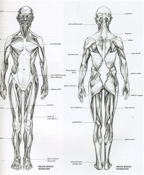 These muscles contract voluntarily and have a striated appearance. Back Anatomy Reference images | Human muscle anatomy ...