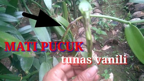 Sekiranya seorang suami ada masalah mati pucuk, adakah. MATI PUCUK TANAMAN VANILI - YouTube