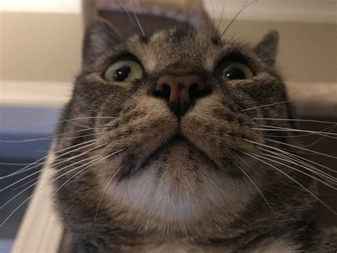 Newboy always looks surprised. : cats