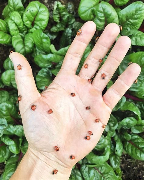We did not find results for: Pin by Nina M on East Sacramento, Sacramento, CA | Garden ...
