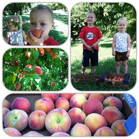 One of the finest white peaches. Movin' to the country, gonna eat a lot of peaches ...