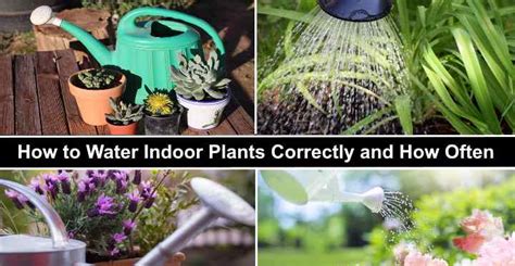 It may shrivel but it will inflate again once you water it. How Often to Water Houseplants: How to Water Indoor Plants ...