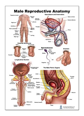 Anatomy charts are visual depictions of the human body. Male Reproductive Anatomy Poster