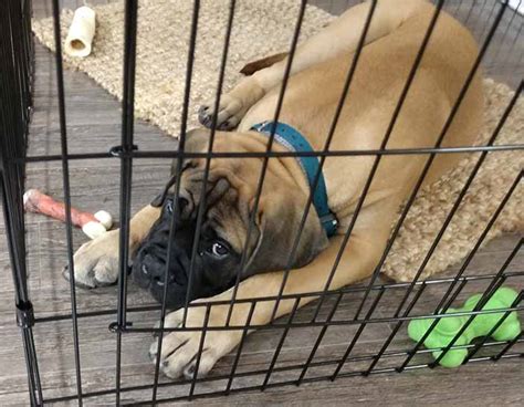 Prevent separation anxiety by leaving your pup in his crate for short bursts of time, at first. Preventing Separation Anxiety - Dog Trainer in Daytona ...