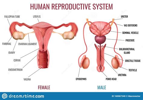 It also is known as the birth canal. Male Anatomy Diagram Labelled : Best Male Reproductive ...