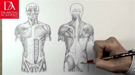 Here, in part one of my anatomy series, i will cover gathering reference for the model, as this is the most important part when it comes to reproducing an écorché figure, before we look at how to roughly block in the torso. Muscle Body Drawing at GetDrawings.com | Free for personal use Muscle Body Drawing of your choice