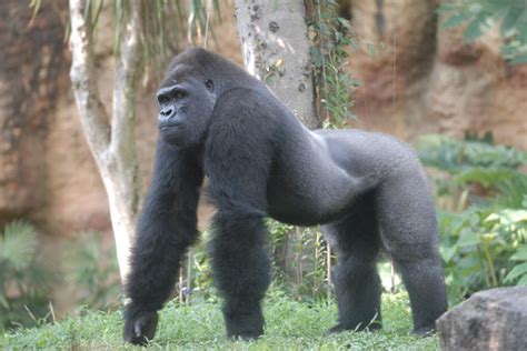 名站推薦 tips：2021年6月24日 已更新失效連結 total 13 ». 恩賜上野動物園の動物情報【Lets】レッツエンジョイ東京