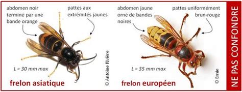 Tout début de construction d'un nid de frelon asiatique. Tiques et frelons: attention! - Commune de Rixensart