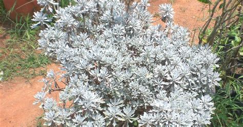 The dusty miller plant is scientifically known as the jacobaea maritima, though it was previously asteraceae. Crotons World: Dusty miller - Buy Plants in Chennai - India