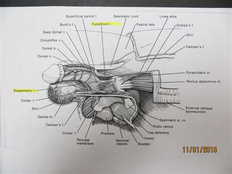 Male anatomy model for reference. Penis Enlargement, Penile Enlargement, Male Genital Cosmetic Procedures by Dr. Bruce B. Garber ...